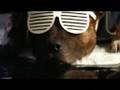 Celebrity Dogs