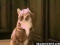 sprechende Katzen