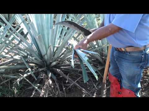 how to cut and replant agave