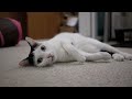 Japanese Bobtail kitty is rolling on the floor Japanese Bobtail Longhair