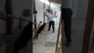 boniadestra & Cão Zeus (1 ano e 5 meses) - I<