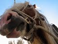 glastonbury buskers  Badly Horsedrawn Boy part 1