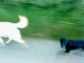 FUNNY DOG WALK - Alfie & Rosie