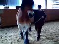 Spanischer Schritt bei der lockeren Bodenarbeit ... und ich freu mich wieder nen Keks *g*