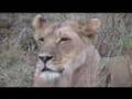 Masai Mara Montage: Our First Game Drive