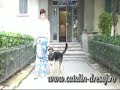 Aggressive dog-a german shepherd mix
