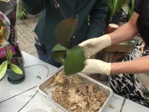 how to replant orchid