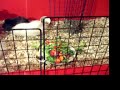 pig-veggies-3.html