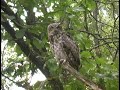 Cool Owl Cool Owl