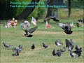 Posioning Pigeons in the Park Posioning Pigeons in the Park