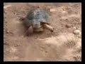 Tortugas moras en Cartagena - septiembre 2007