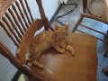 Garfield Garfield