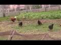 gallinas por el corral