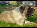 mastiff puppies by eduardo durán haedo