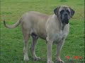 Mastiff Puppies by Eduardo Durán Haedo Mastiff Puppies by Eduardo Durán Haedo