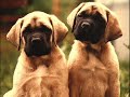 mastiff puppies by eduardo durán haedo