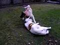 Akita Inu video