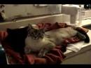 Big Eye Cat