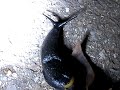 Amazing Creatures Vol.1, No.3 : Slug with a shell on it