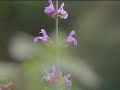 Farming With Nature - Permaculture with Sepp Holzer
