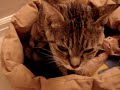 Foster Mom Crystal and her Sleepy, snuggly baby foster kittens