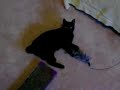 Mia, Manx cat for adoption ADOPTED! Mia, Manx cat for adoption ADOPTED!
