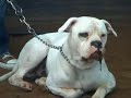 CanineDogProject Nunspeet Show Part.3