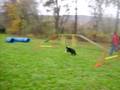 Maya -agility rovinka - 1.11.2008