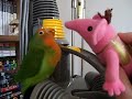 Cheeky vs Clanger