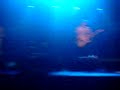 mandrage - 22.5.08  punk rock song