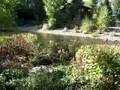 videos de Riparian