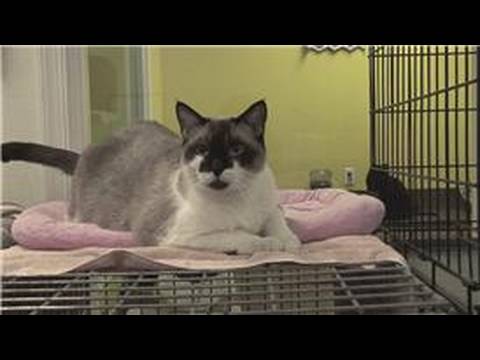 how to relieve cat constipation