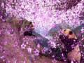 videos de Endangered Animal Species