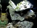Oceanic Biocube Oceanic Biocube