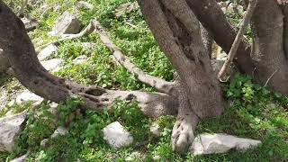 الجليل الاعلى  \ قرية النبي روبين المهجره \ قبالة لبنان \ شرق القرى اقرث وطربيخا \ اذار 2022 \