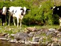 Heifers standing on a bank Heifers standing on a bank