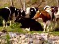 Heifers standing on a bank