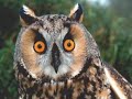 HERKEN DE VOGEL deel 1