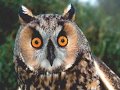 HERKEN DE VOGEL deel 1