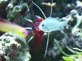 D�parasitage