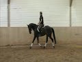My Lady - dunkelbraune Stute