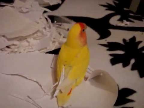 how to provide nesting material for birds