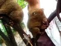 Tarsier!