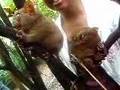 Tarsier!