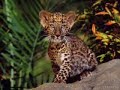 Big Cats All Star