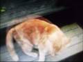videos de Dustpelt's story -on Sandstorm and Fireheart- READ DESCRIPTION FIRST PLEASE