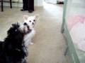 Bleeker Singing.MOV