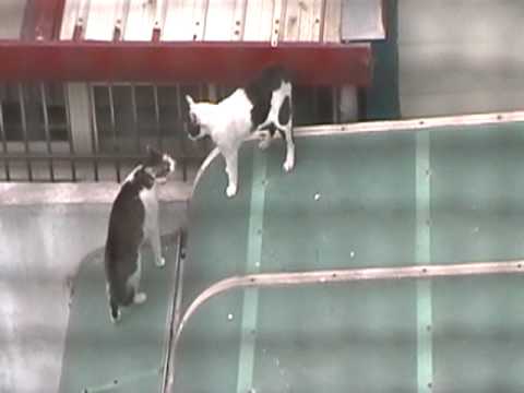 貓(喵)老大打架~
