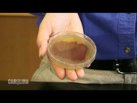 how to isolate aeromonas