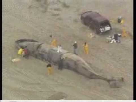 fin whale